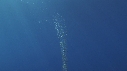 SYPHONOPHORE