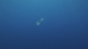 SYPHONOPHORE