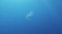 SYPHONOPHORE