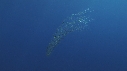 SYPHONOPHORE