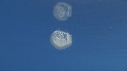 MEDUSE AURELIA
