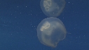 MEDUSE AURELIA