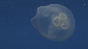 MEDUSE AURELIA