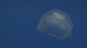 MEDUSE AURELIA