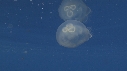 MEDUSE AURELIA