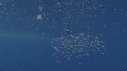 MEDUSE PORTOS, POISSONS