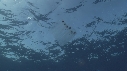 SALP