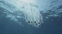 SALP