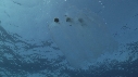 SALP