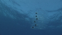 SALP