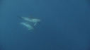 DAUPHINS COMMUNS