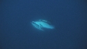 DAUPHINS COMMUNS