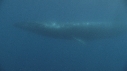 RORQUAL BOREAL