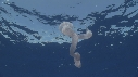 PYROSOME