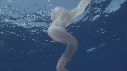 PYROSOME