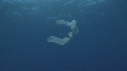 PYROSOME