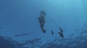 EPAVE FLOTANTE, POISSONS