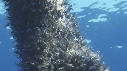 EPAVE FLOTANTE, POISSONS