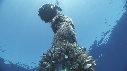 EPAVE FLOTANTE, POISSONS