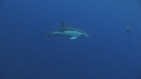 DAUPHINS COMMUNS