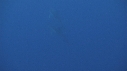 DAUPHINS COMMUNS