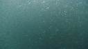 BALEINE DE BRYDE, SARDINES