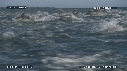 DAUPHINS, CAVALERIE