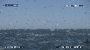 FOUS, DAUPHINS
