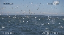 FOUS, DAUPHINS