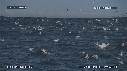FOUS, DAUPHINS