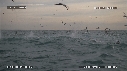 FOUS, DAUPHINS, OTARIES