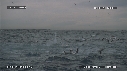 FOUS, DAUPHINS
