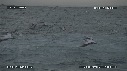 FOUS, OTARIES
