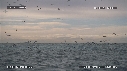 FOUS, DAUPHINS