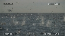 FOUS, DAUPHINS