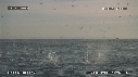 FOUS, DAUPHINS
