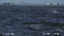 FOUS, DAUPHINS