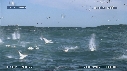 FOUS, DAUPHINS