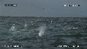 FOUS, DAUPHINS