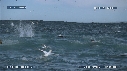 FOUS, DAUPHINS