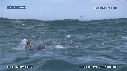 OTARIES, DAUPHINS, FOUS