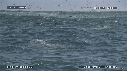 OTARIES, DAUPHINS, FOUS