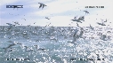 OTARIES, DAUPHINS, FOUS