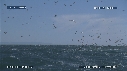 FOUS, VAGUES