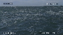 FOUS, DAUPHINS, VAGUES