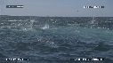 FOUS, DAUPHINS