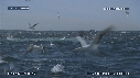FOUS, DAUPHINS