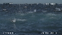 FOUS, DAUPHINS