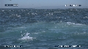 FOUS, DAUPHINS