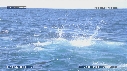 FOUS, OTARIES